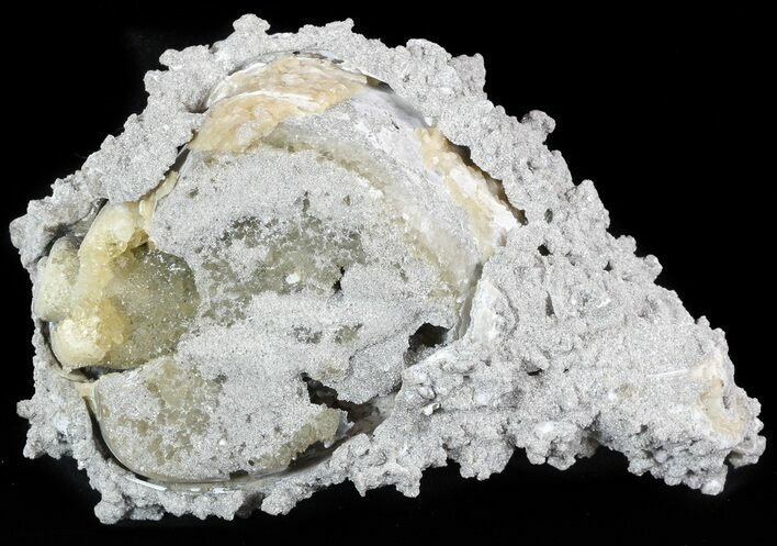 Large Crystal Filled Fossil Gastropod - Ruck's Pit #48318